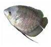 gurami