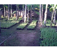 vetiver, rumput vetiver, vetiver grass