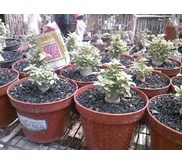 ADENIUM MINI BROKOLI