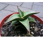 lav 23251 ( 67 POT )