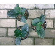 Aglaonema Simplex 4d,5d,5d (TERJUAL) Masih tersedia beberapa pot