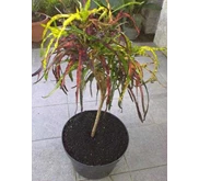 Puring Walet Kristata