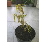 Puring Scorpio Kristata