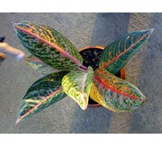 Aglaonema Arimbi 6d