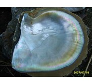 Kulit Kerang Mutiara / Shell