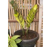 Janmia Curcas Golden