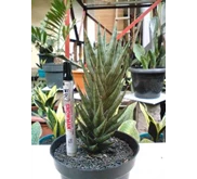 Gracilis