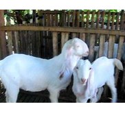 Bibit Kambing Etawa