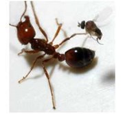 Pest Control