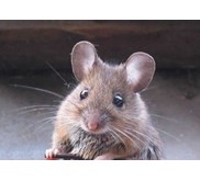 Rodent Control
