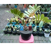 Zamia Furfuracea ~ No. 2