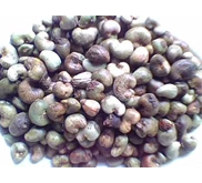 Raw Cashew nuts ( mente gelondong )