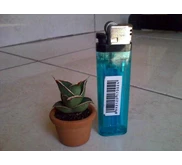 sansevieria pinguicula super mini size