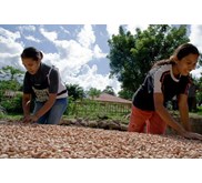kacang mete gelondongan