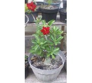 Adenium Bunga Tumpuk Original Root Stock