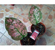 Ruby wayang 2 pot ( Terjual-Batam)
