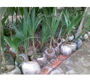 Bibit kelapa pandan thailand
