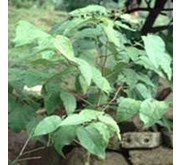 Daun Jati Belanda