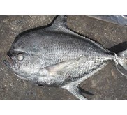 Kakap Batu / Tripletail / Dusky perch / Bouyfish / Lobotes surinamensis