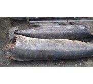 Marlin / Makaira Indica
