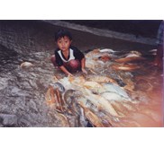 ikan konsumsi