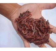 cacing Lumbrikus tiger