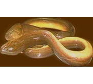 Bibit belut, belut segar konsumsi,belut olahan, belut indukan