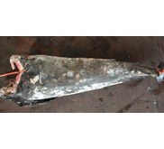 swordfish / Meka /Xiphias Gladius