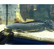 Ikan Gabus super