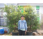 Jaboticaba/ Anggur Brasil Sudah Berbuah tgg 2m up