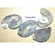 Teripang Bola
