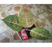Rosa 3 daun (Terjual)