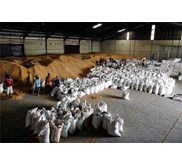 * * * * * SUPPLIER JAGUNG PIPILAN KERING* * * * * SNI INDUSTRI* * * * *