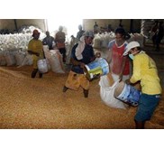 * * * * * SUPPLIER WAREHOUSING* * * * * JAGUNG PIPILAN KERING* * * * *