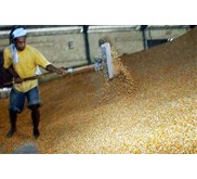 * * * * * SUPPLIER JAGUNG PIPILAN KERING* * * * *