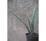 S. sinus-simiorum ' Malawi Bat'