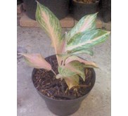 Aglaonema Golden Baby Remaja - B