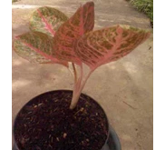 Aglaonema Diana 3-4 Daun +