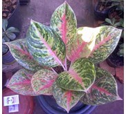 Aglaonema Boxing 12- 13 Daun+ ( A)