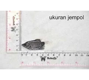 bibit gurame jempolan