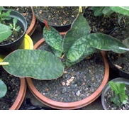 Mason Giant
