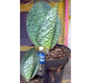 Masoniana Giant