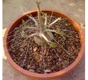 Adenium Arabicum Track-2