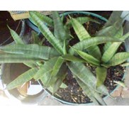 Sansevieria JAVANICA