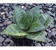 Sansevieria Hahnii ( Besar)