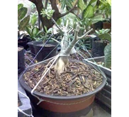 Adenium Obesum Bonsai prospek-A