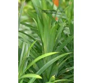 daun pandan wangi