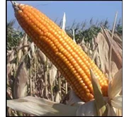JAGUNG PIPILAN