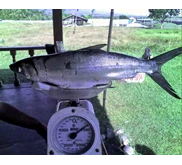 Ikan Bandeng