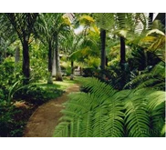 Taman gaya Tropis